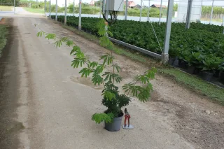 Pot 3L