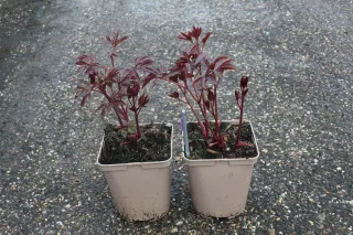 Pot 5L