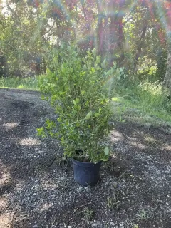 Pot 10L Hauteur 100/125 cm (hors pot)