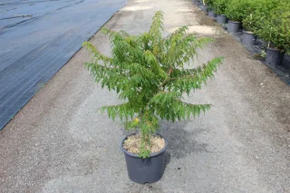 Pot 15L hauteur moyenne 80/100 cm (hors pot)
