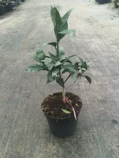 Pot 5L sur poncirus - formé en touffe