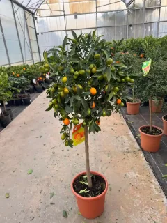 Pot 9L Formé sur tige 80/100 cm, hauteur totale 125/150 cm (hors pot)