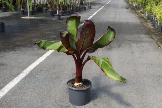 Pot 15L