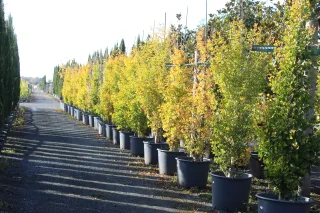 Pot 90L hauteur moyenne 200/250 cm (hors pot)