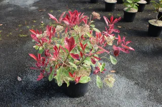 Pot 15L
