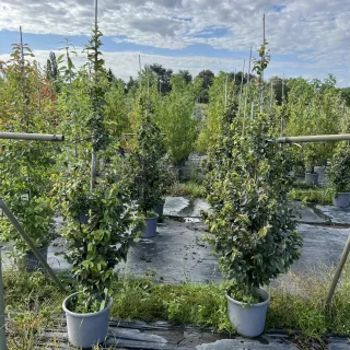 Pot 15L formé en baliveau hauteur variable entre 150-250 cm (hors pot)