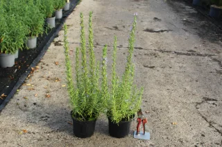 Pot 3L