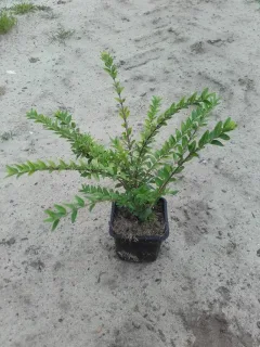 odet de 9 cm