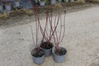 Pot 3L hauteur 60-80 cm (hors pot)
