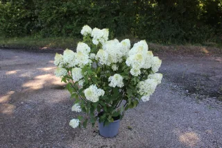 Pot 15L