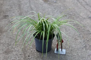 Pot 3L