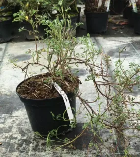 Pot 3L