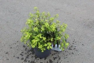 Pot 3L