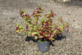 Pot 3L