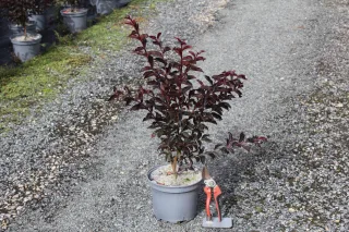 Pot 3L