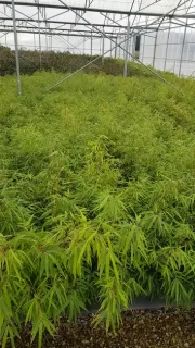 Pot 3L Touffe