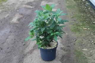 Pot 7.5L