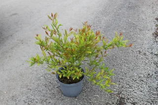 Pot 3L Hauteur 30/40 cm (hors pot)