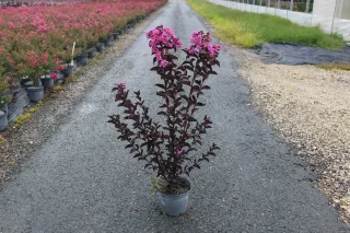 Pot 3L