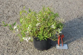 Pot 3L