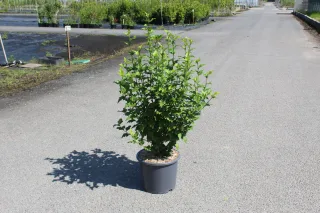 Pot 15L