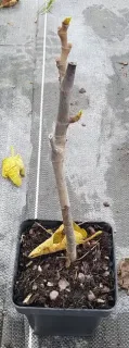 Pot 2.5L Touffe