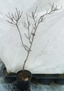 Pot 3L