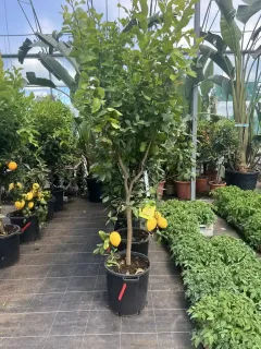 Pot 35L Tige 60 cm, hauteur totale 160/200 cm (hors pot)