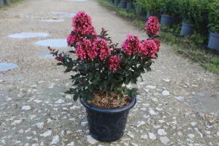 Pot 7.5L  Touffe