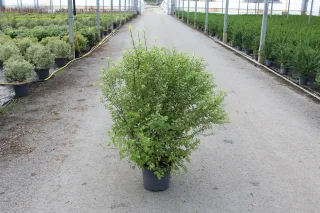 Pot 7.5L