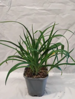 Pot 1L 
