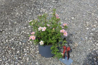 Pot 3L