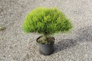 Pot 3L hauteur moyenne 20/30 cm (hors pot)