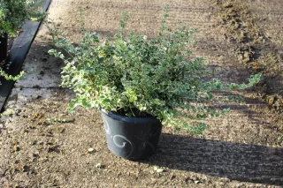 Pot 7.5L hauteur moyenne 30/40 cm (hors pot)