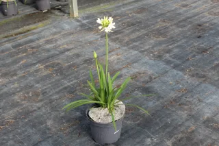 Pot 3L