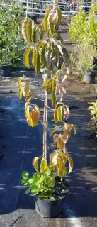 Pot 3L Baliveaux