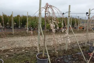 Pot 20L formé en ½ tige sur une tige de 150 à 200 cm, avec une force de 8 à 10 cm, pour une hauteur totale de 250 à 300 cm (hors pot)