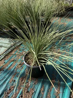 Pot 10L Hauteur 60-70 cm