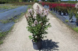 Pot 15L Touffe
