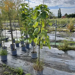 Pot 15L formé en baliveau hauteur variable entre 150-250 cm (hors pot)