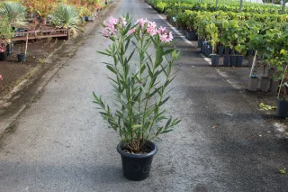Pot 7.5L  hauteur 60/80 cm