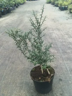 Pot 5L sur poncirus - formé en touffe