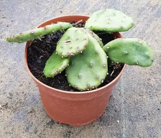 Pot GodetL