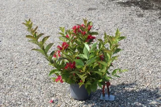 Pot 3L