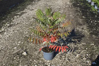Pot 5L hauteur moyenne 60/80 cm (hors pot)