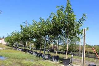 Pot 90L formé en tige de 200 cm, avec une force de 16 à 18 cm, pour une hauteur totale de 200 à 300 cm (hors pot)