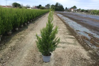 Pot 7.5L hauteur moyenne 100/125 cm (hors pot)