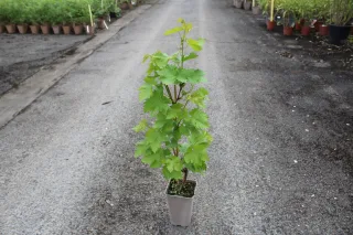 Pot 2L Hauteur 60/80 cm (hors pot)