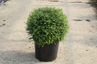 Pot 15L BOULE