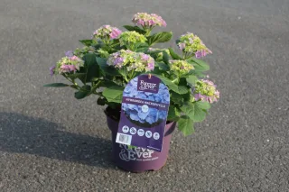 Pot 5L